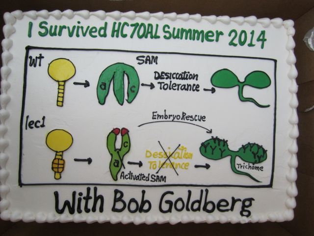 A thematically-appropriate cake to celebrate the close of HC70AL Summer 2014!