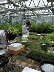 The students work with mature plants.