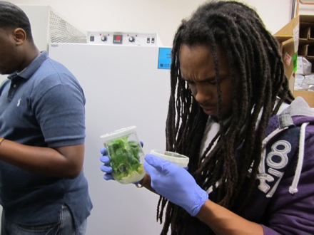 Eze intrigued by samples in incubator.