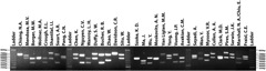 UCLA DNA Fingerprint Result