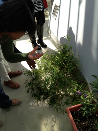 Maya carefully inspects the mimosa plant.