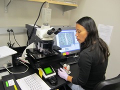 Using laser caputer microdissection (LCM) technology to capture seed tissues.