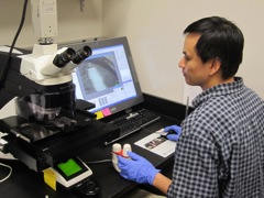 Using laser caputer microdissection (LCM) technology to capture seed tissues.
