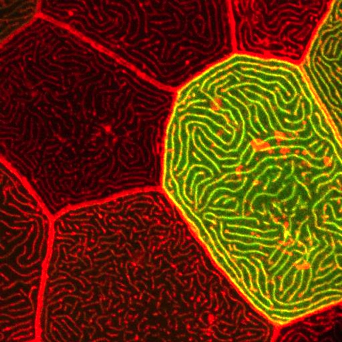 Microridge morphogenesis