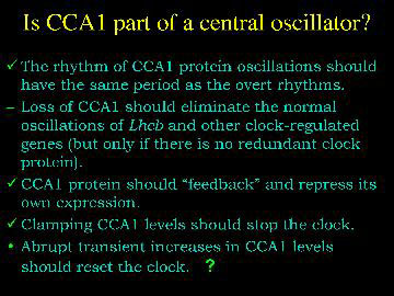 Is CCA1 part of a central oscillator?