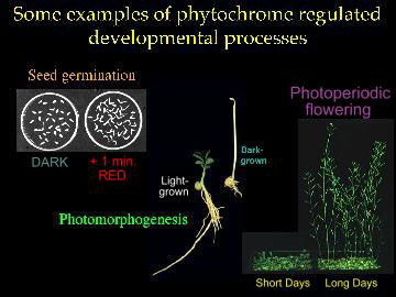 Some examples of  phytochrome regulated developmental processes