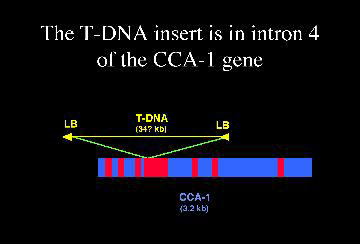 The T-DNA insert is in intron 4 of the CCA-1 gene