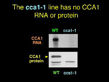 The T-DNA insert is in intron 4 of the CCA-1 gene