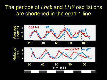 The periods of Lhcb and LHY oscillations are shortened in the cca1-1 line