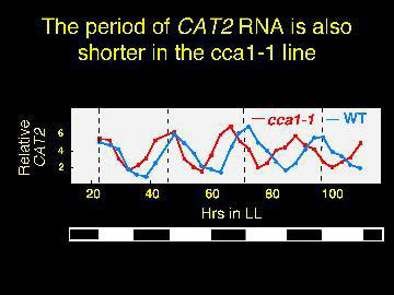 The period of CAT2 RNA is also shorter in the cca1-1 line