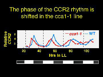 The phase of the CCR2        rhythm is shifted in the cca1-1 line