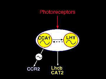 Possible roles and interaction of CCA1 and LHY