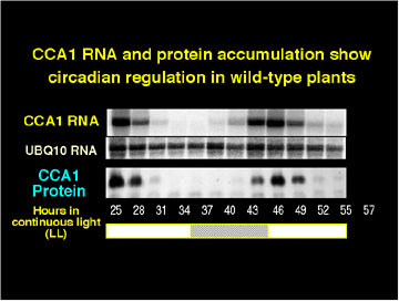 CCA1 RNA and protein accumulation show circadian regulation in wild-type plants