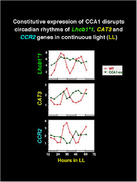 Constitutive expression of CCA1 disrupts circadian rhythms of Lhcb1*1, CAT3 and CCR2 genes in continuous light (LL)