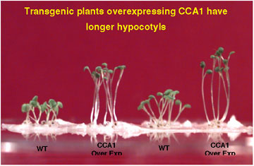 Transgenic plants overexpressing CCA1 have longer hypocotyls