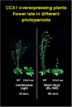 CCA1 overexpressing plants flower late in different photoperiods