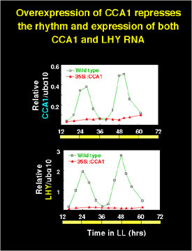 Overexpression of CCA1 represses the rhythm and expression of both CCA1 and LHY RNA