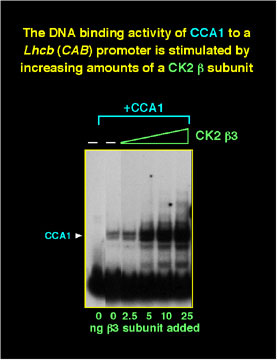 The DNA binding activity of CCA1 to a Lhcb(CAB) promoter is stimulated by increasing amounts of a CK2b subunit
