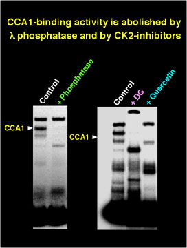 CCA1-binding activity is abolished by  phosphatase and by CK2-inhibitors