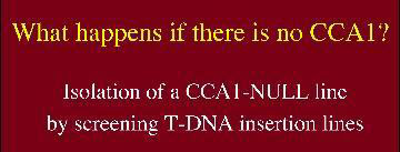What happens if there is no CCA1?